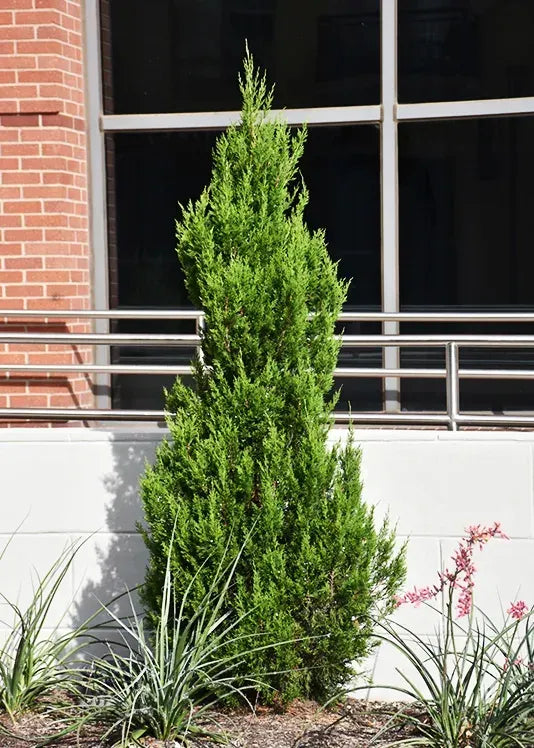 Juniperus Virginiana 'emerald Feather' - View 13 from www redcrocus com