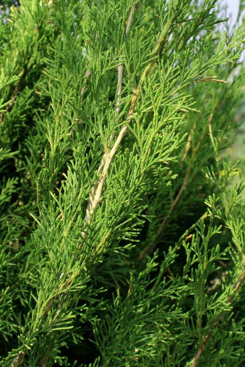 Juniperus Virginiana 'emerald Feather' - View 14 from www redcrocus com