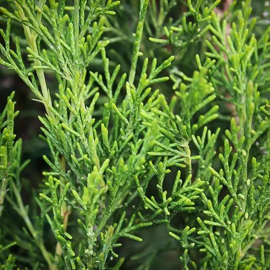 Juniperus Virginiana 'emerald Feather' - View 15 from www redcrocus com