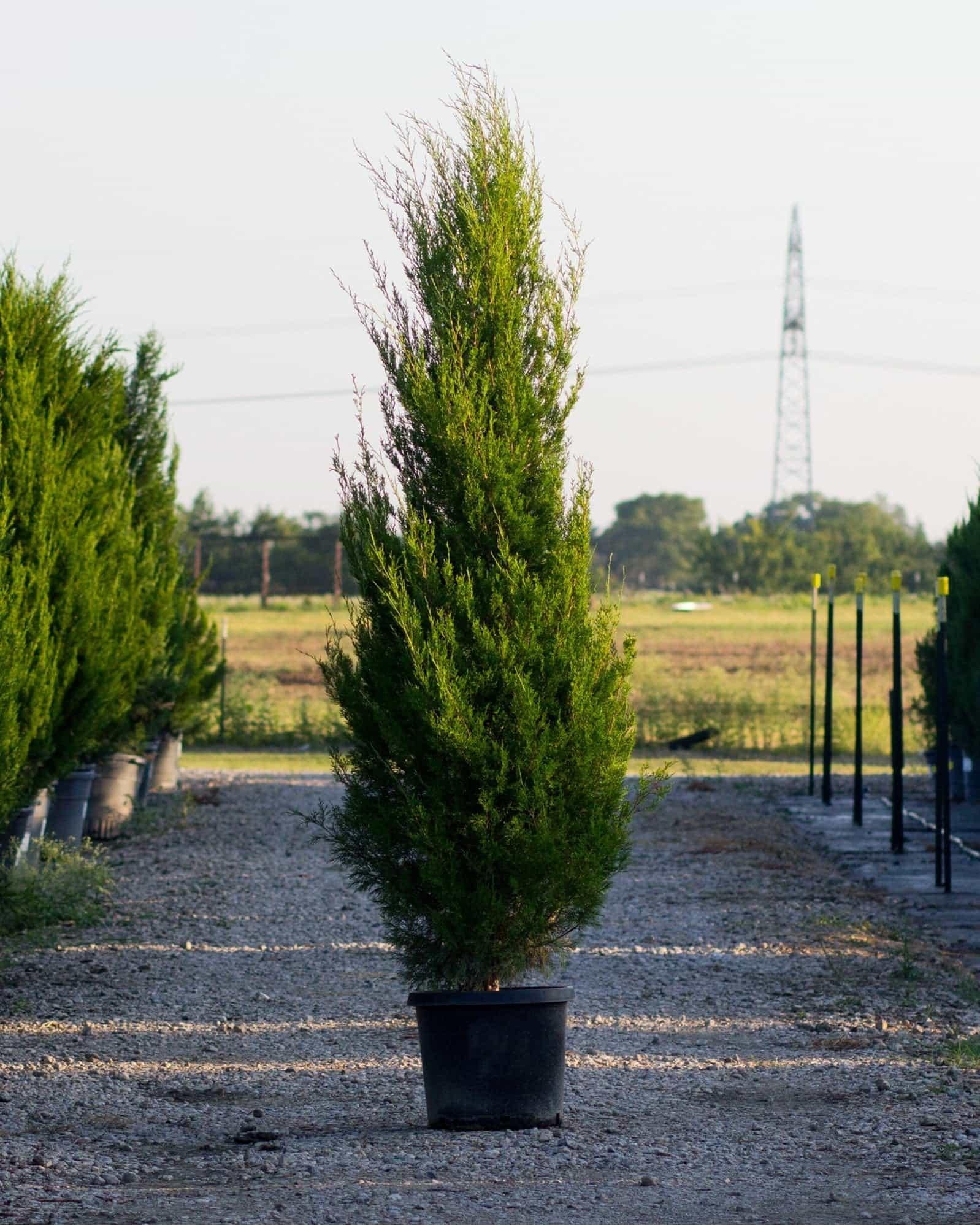 Juniperus Virginiana 'emerald Feather' - View 18 from www redcrocus com