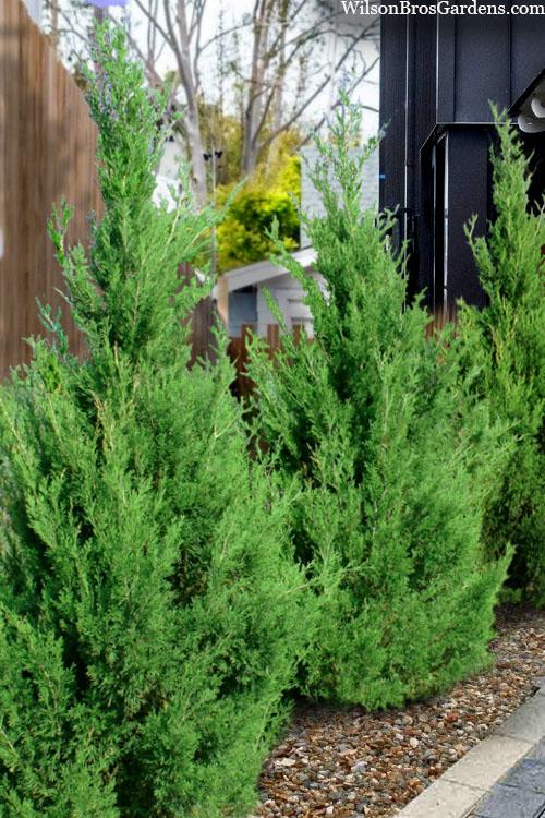 Juniperus Virginiana 'emerald Feather' - View 1 from www redcrocus com