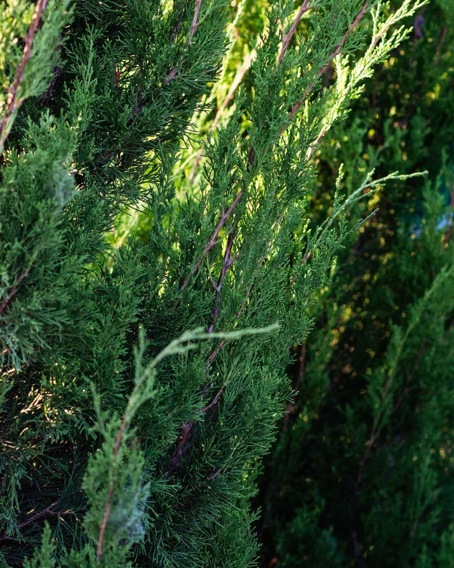 Juniperus Virginiana 'emerald Feather' - View 20 from www redcrocus com