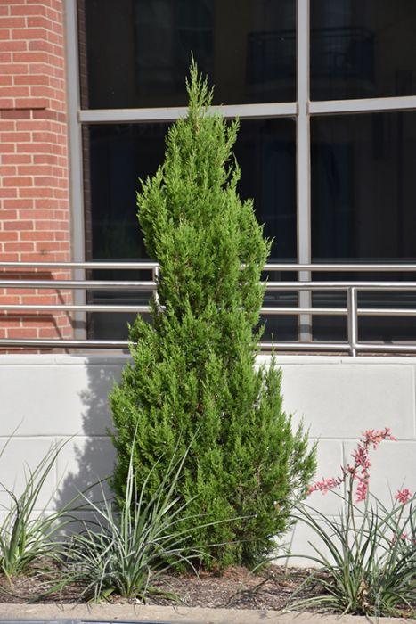 Juniperus Virginiana 'emerald Feather' - View 21 from www redcrocus com