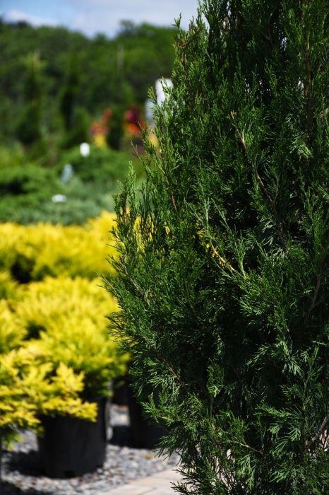 Juniperus Virginiana 'emerald Feather' - View 22 from www redcrocus com