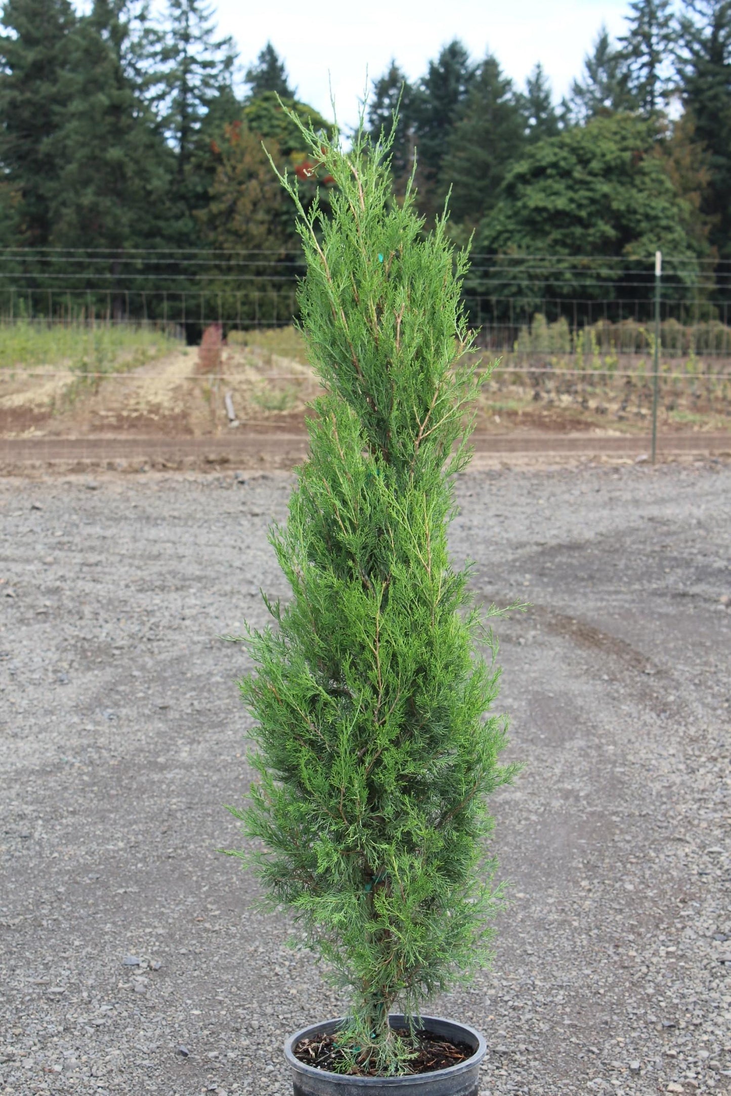 Juniperus Virginiana 'emerald Feather' - View 23 from www redcrocus com