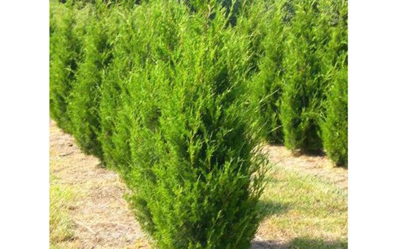 Juniperus Virginiana 'emerald Feather' - View 27 from www redcrocus com
