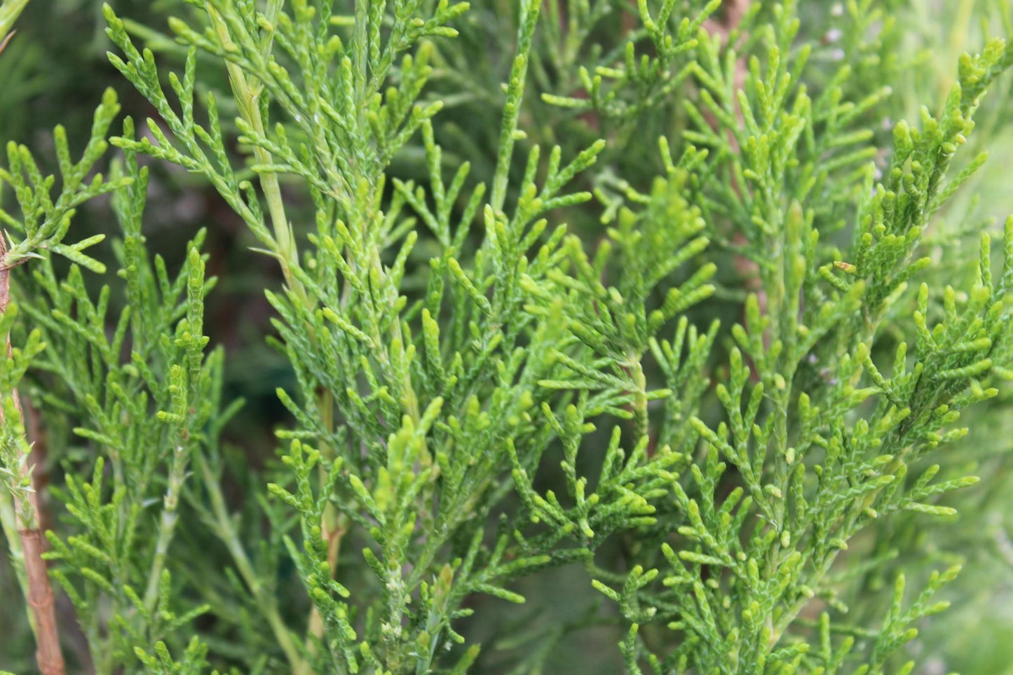 Juniperus Virginiana 'emerald Feather' - View 28 from www redcrocus com