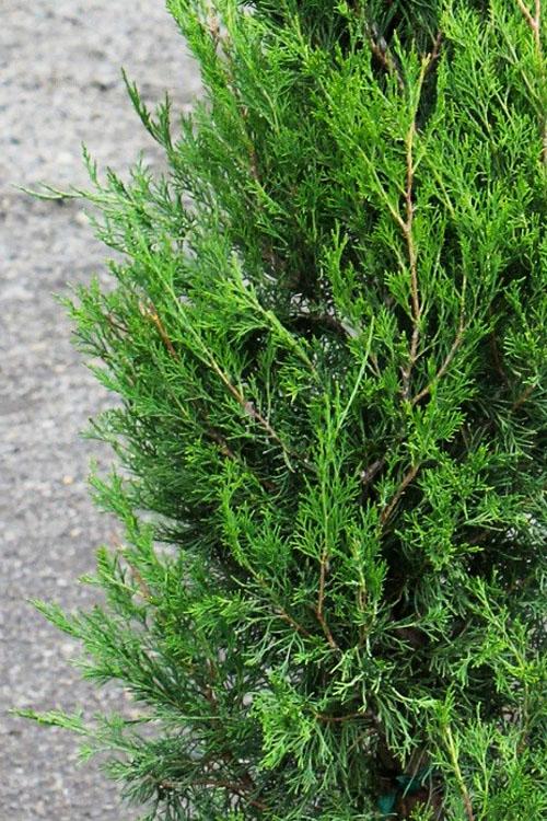 Juniperus Virginiana 'emerald Feather' - View 3 from www redcrocus com