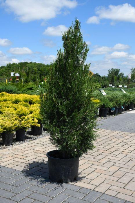 Juniperus Virginiana 'emerald Feather' - View 5 from www redcrocus com