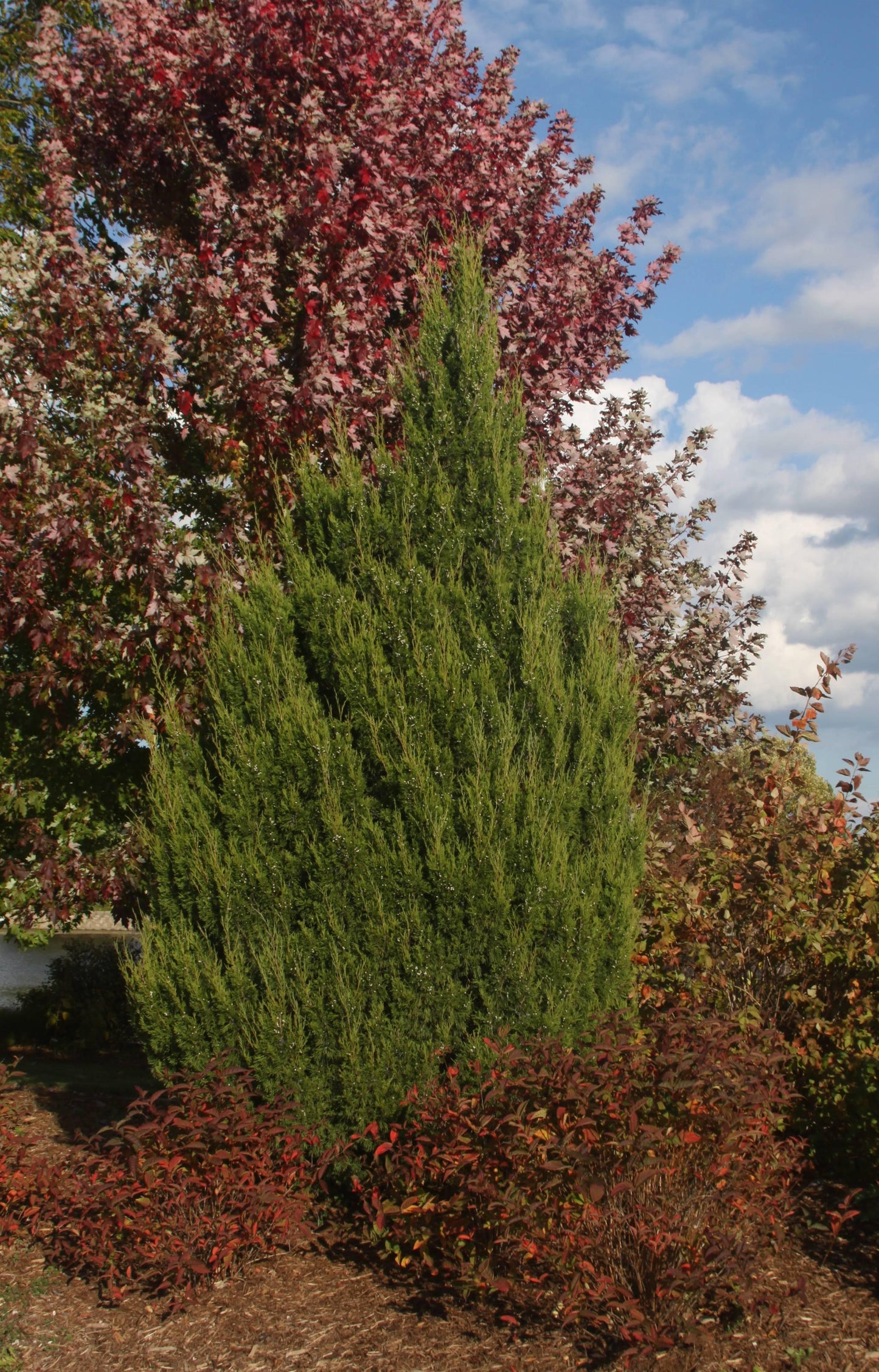 Juniperus Virginiana 'emerald Feather' - View 6 from www redcrocus com
