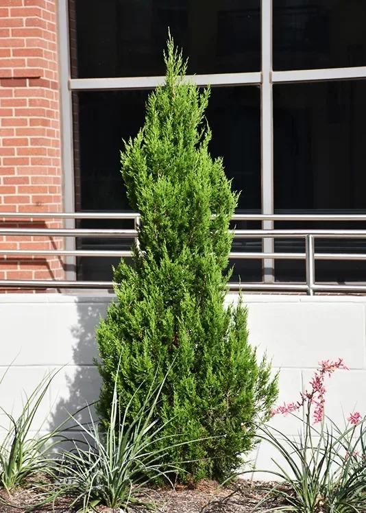 Juniperus Virginiana 'emerald Feather' - View 7 from www redcrocus com
