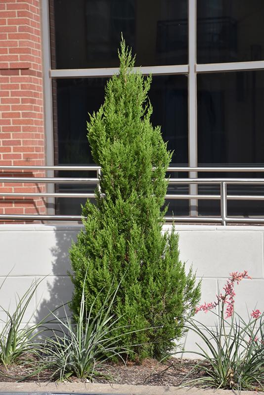 Juniperus Virginiana 'emerald Feather' - View 9 from www redcrocus com