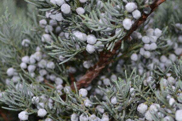 Juniperus Virginiana 'glauca' - View 24 from www redcrocus com