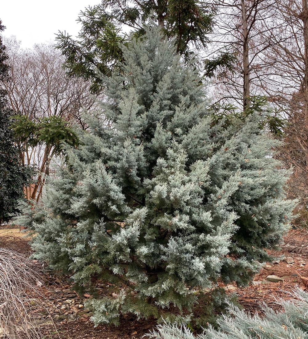 Juniperus Virginiana 'glauca' - View 26 from www redcrocus com