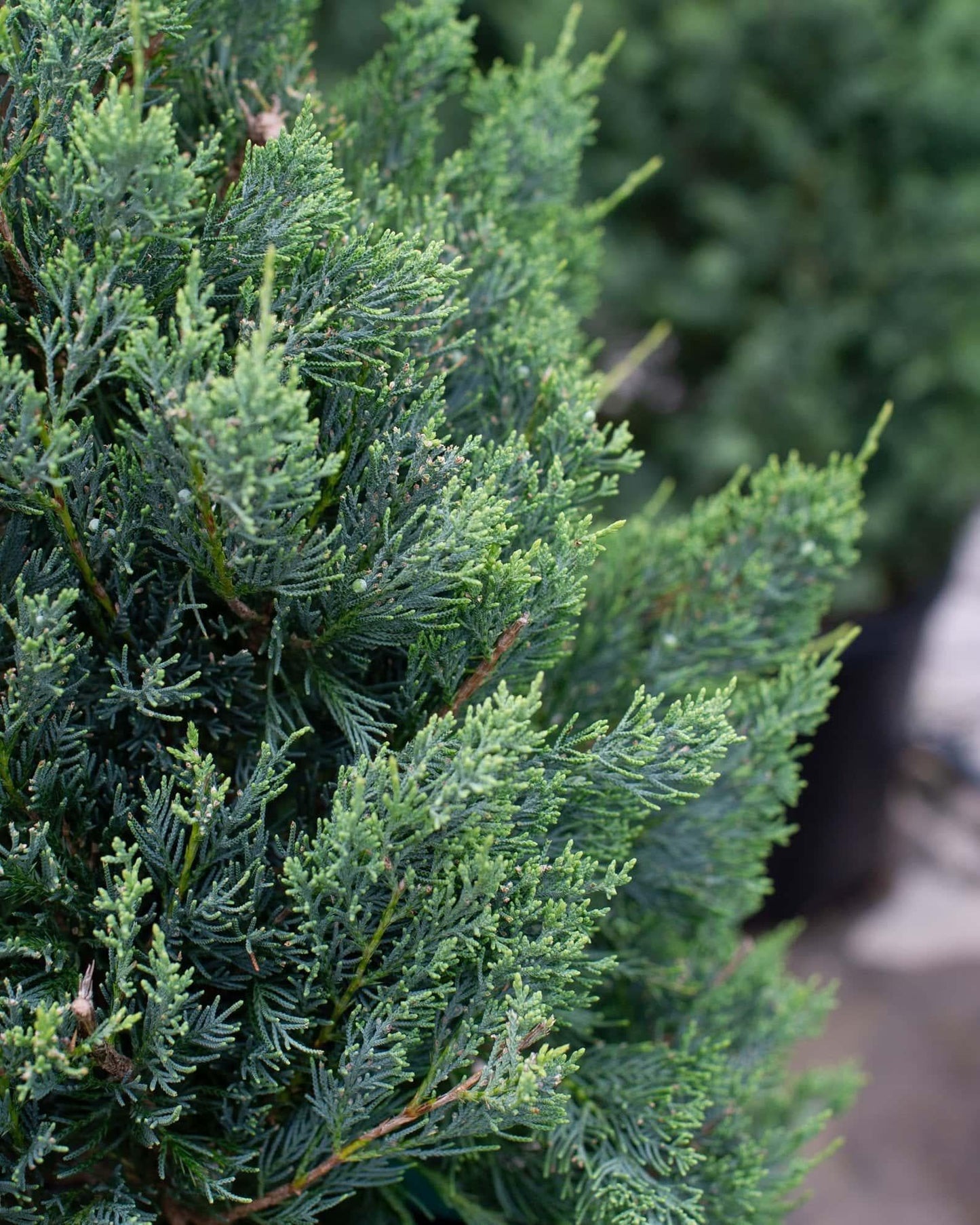 Juniperus Virginiana 'glauca' - View 29 from www redcrocus com