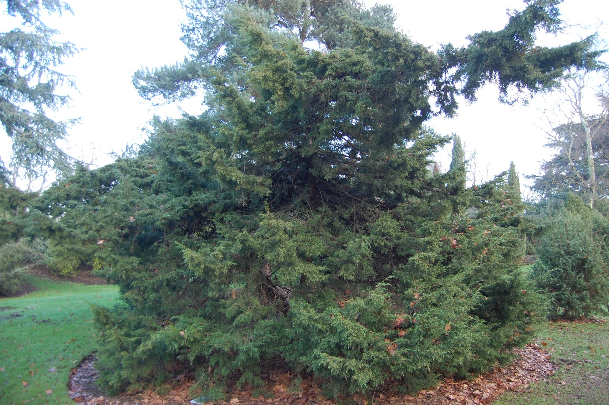 Juniperus Virginiana 'glauca' - View 8 from www redcrocus com