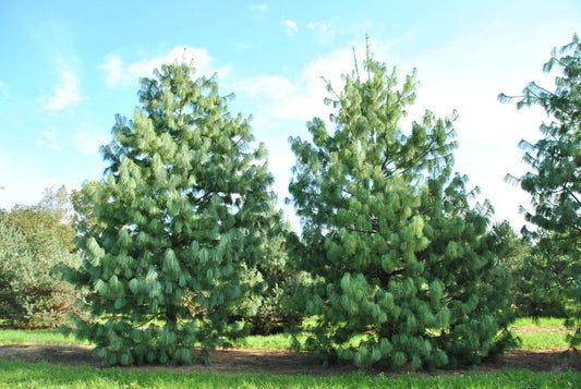 Pinus Wallichiana Prairie Giant - View 1 from www redcrocus com
