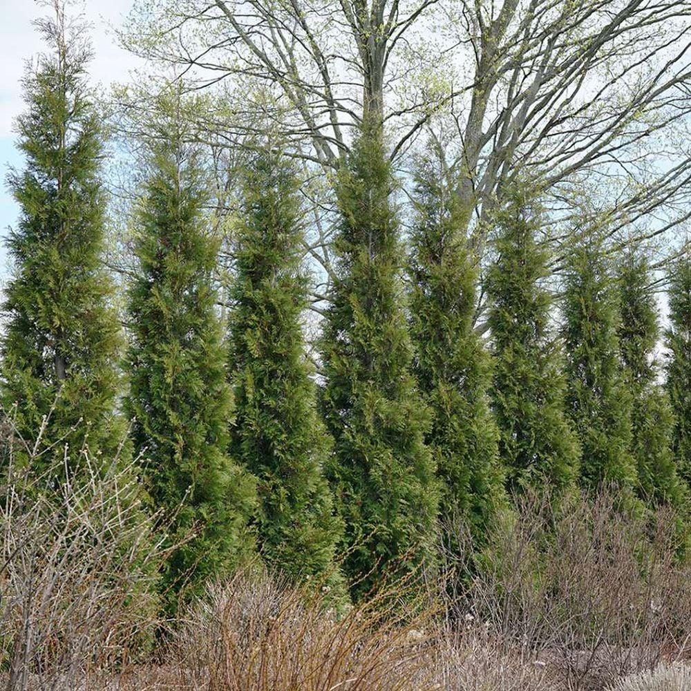 Thuja Occidentalis 'american Pillar' - View 11 from www redcrocus com