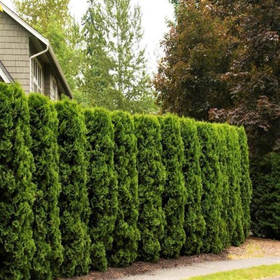 Thuja Occidentalis 'american Pillar' - View 15 from www redcrocus com