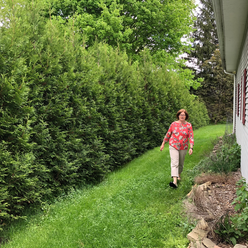 Thuja Occidentalis 'american Pillar' - View 20 from www redcrocus com