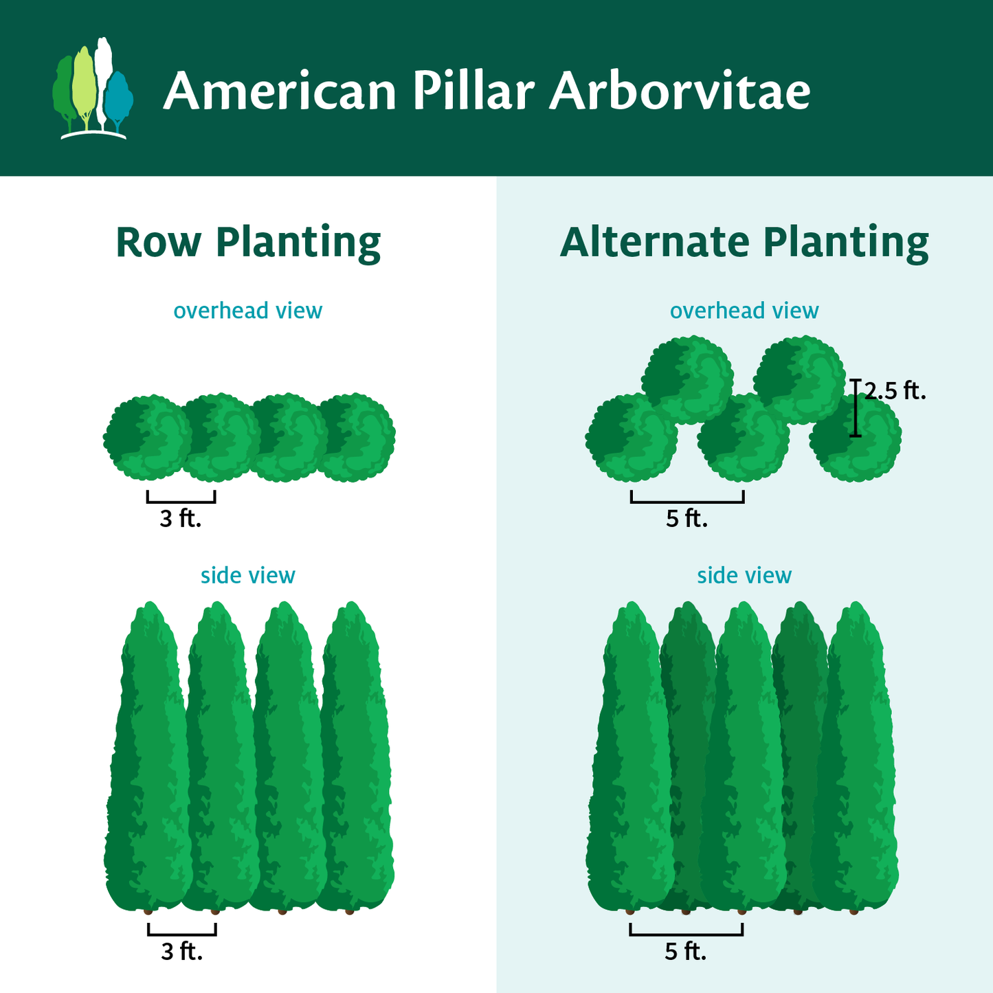 Thuja Occidentalis 'american Pillar' - View 26 from www redcrocus com