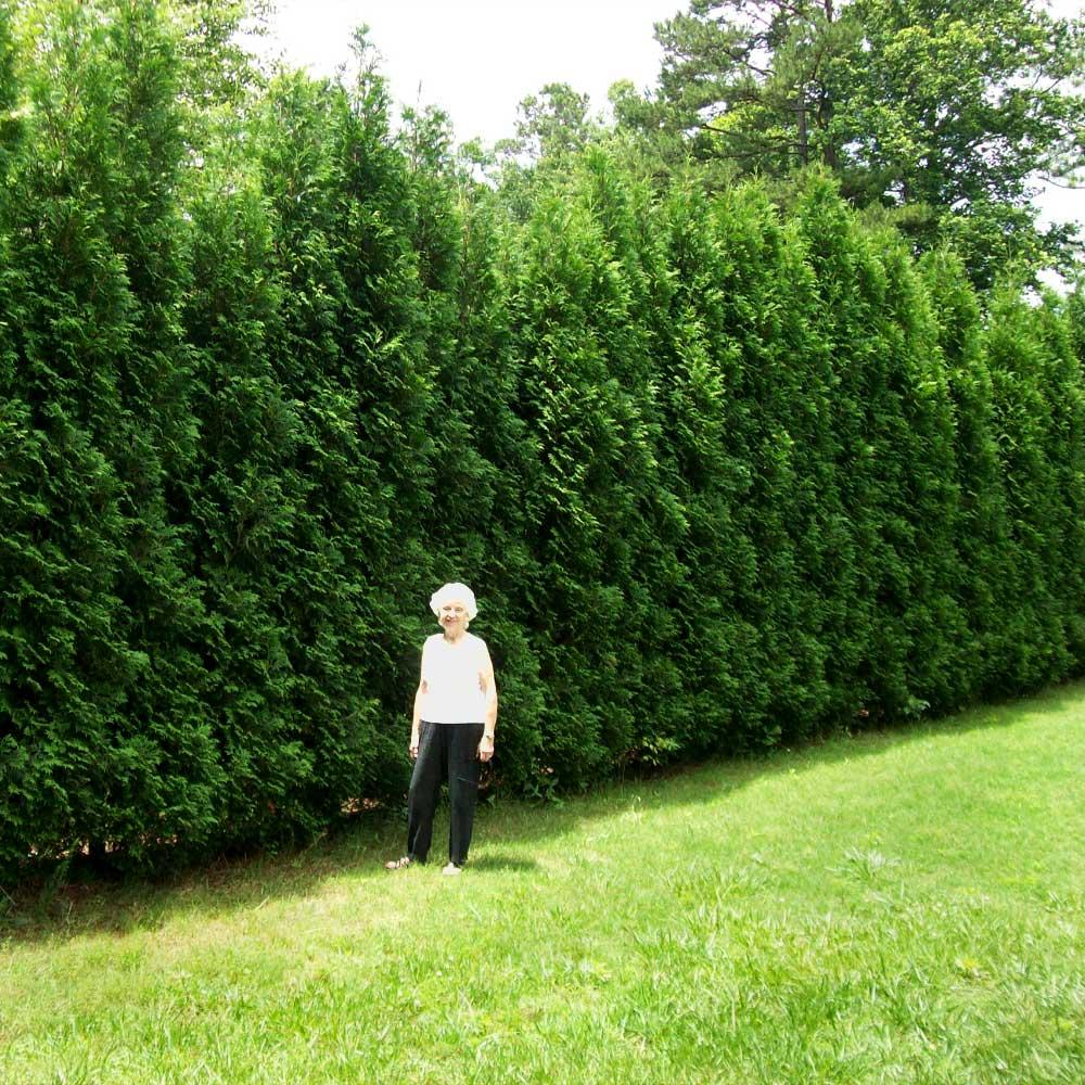 Thuja Occidentalis 'american Pillar' - View 28 from www redcrocus com