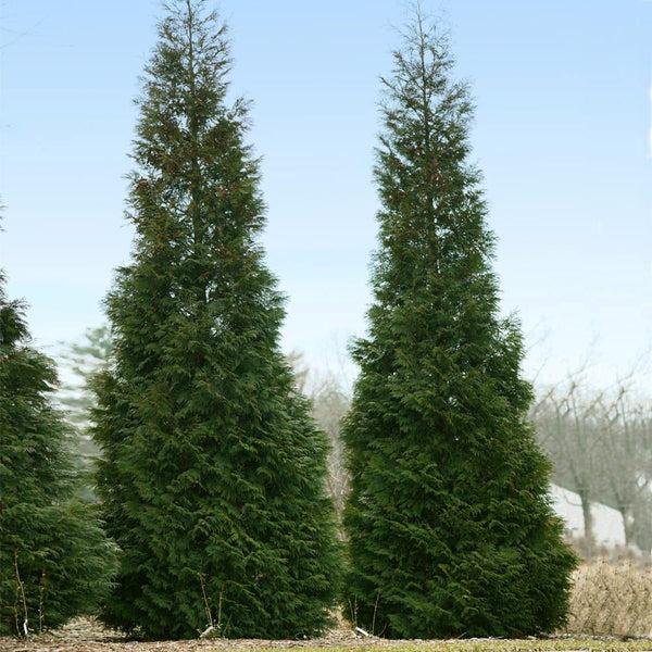 Thuja Occidentalis 'american Pillar' - View 32 from www redcrocus com
