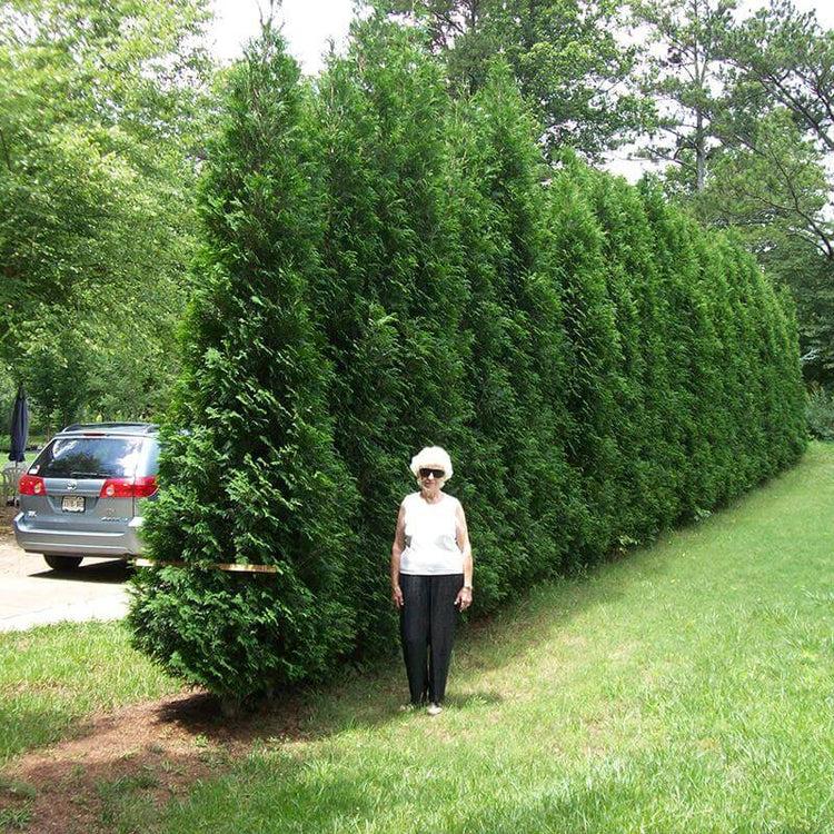 Thuja Occidentalis 'american Pillar' - View 33 from www redcrocus com