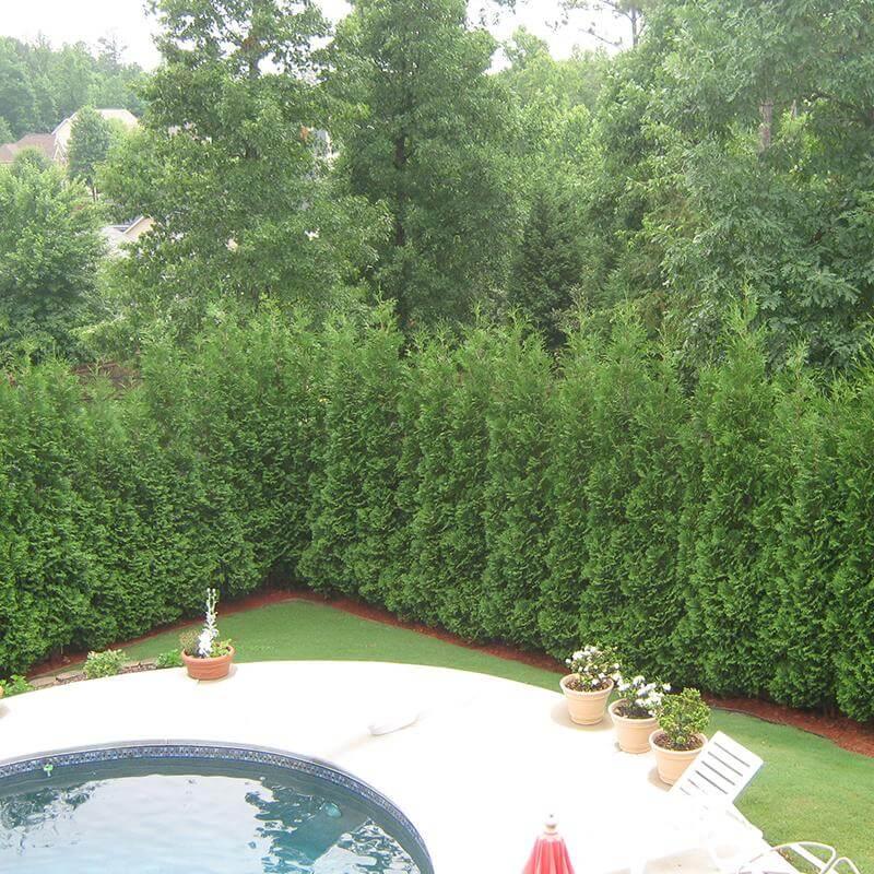 Thuja Occidentalis 'american Pillar' - View 35 from www redcrocus com