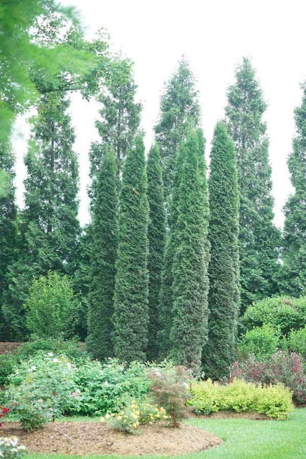 Thuja Occidentalis 'american Pillar' - View 37 from www redcrocus com