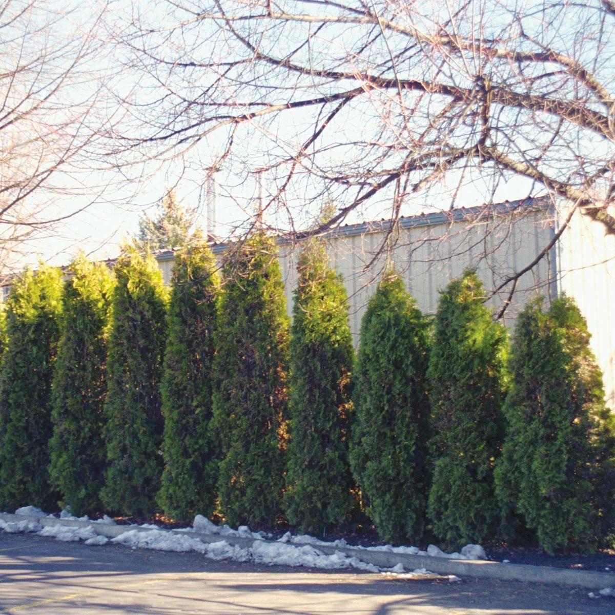 Thuja Occidentalis 'american Pillar' - View 38 from www redcrocus com