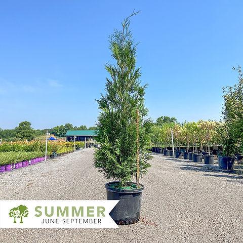 Thuja Occidentalis 'american Pillar' - View 40 from www redcrocus com