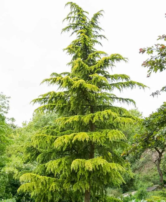 Cedrus Deodara Aurea - View 1 from www redcrocus com