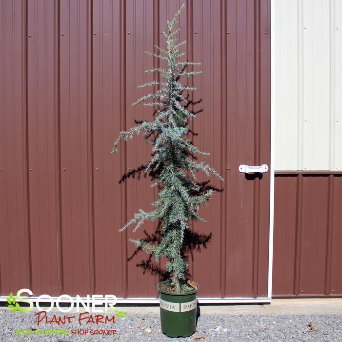 Cedrus Deodara 'karl Fuchs' - View 10 from www redcrocus com