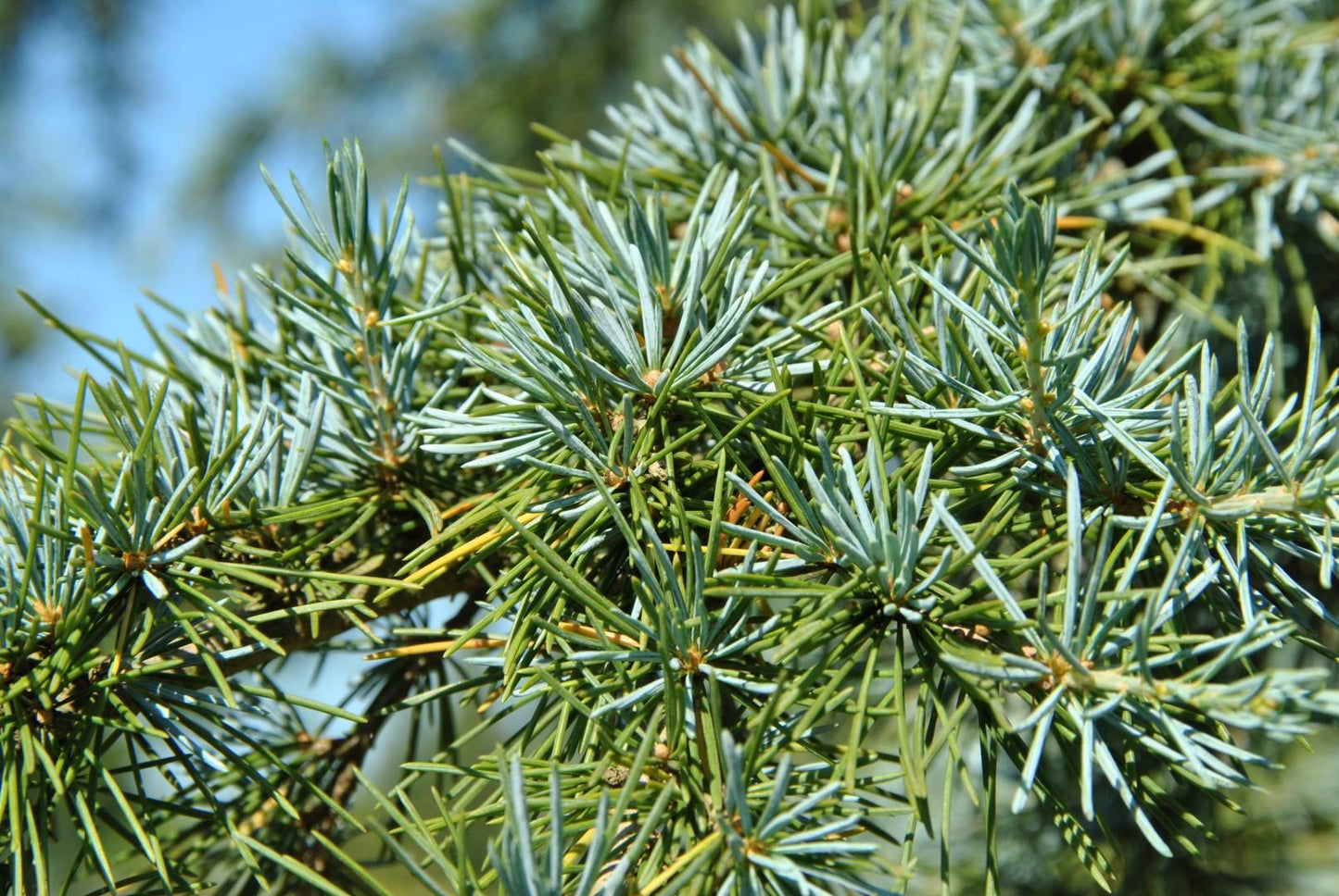 Cedrus Deodara 'karl Fuchs' - View 11 from www redcrocus com