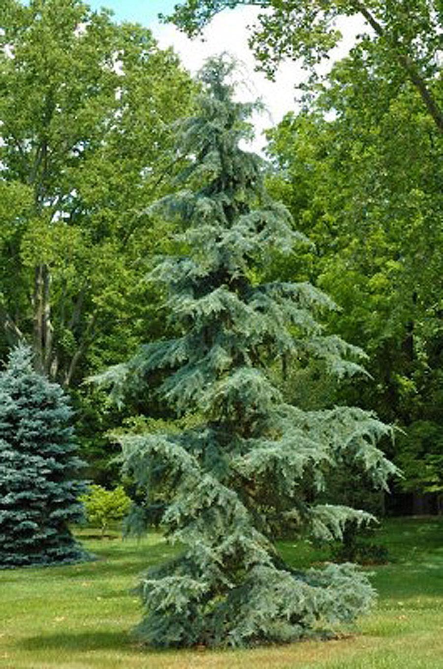 Cedrus Deodara 'karl Fuchs' - View 12 from www redcrocus com