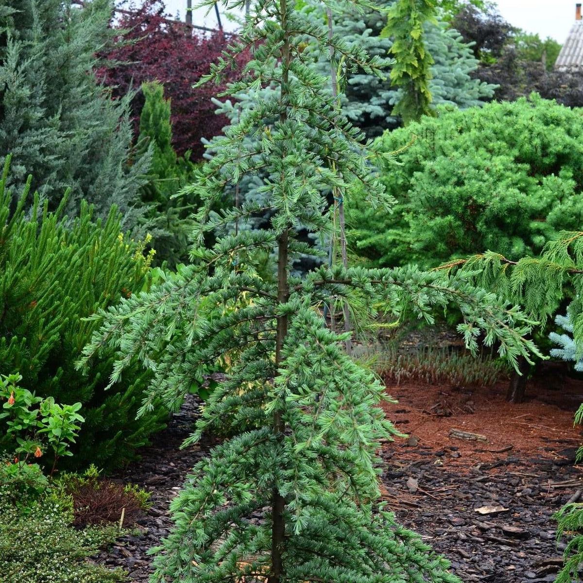 Cedrus Deodara 'karl Fuchs' - View 13 from www redcrocus com