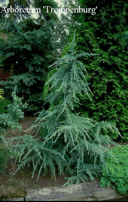 Cedrus Deodara 'karl Fuchs' - View 14 from www redcrocus com