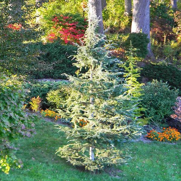 Cedrus Deodara 'karl Fuchs' - View 15 from www redcrocus com