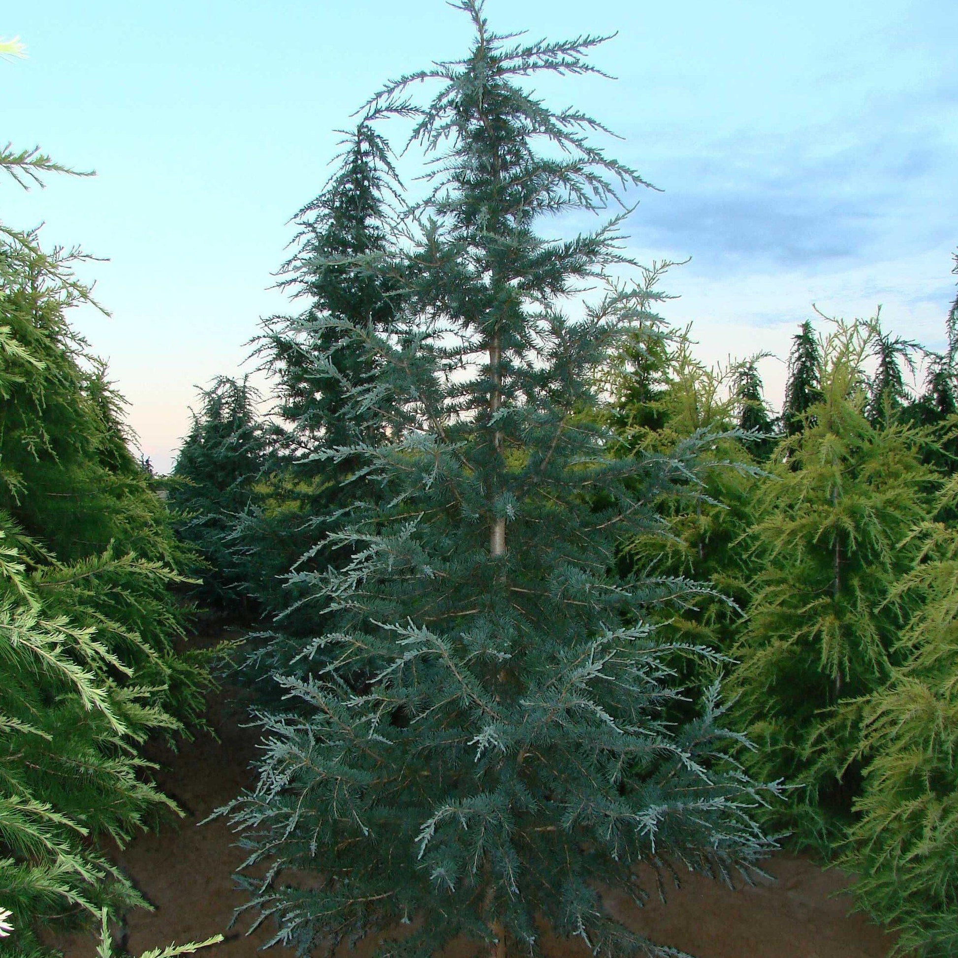 Cedrus Deodara 'karl Fuchs' - View 17 from www redcrocus com