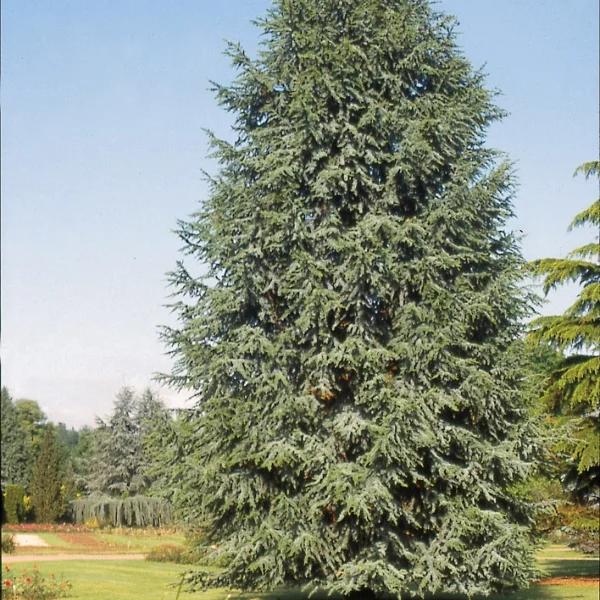 Cedrus Deodara 'karl Fuchs' - View 19 from www redcrocus com