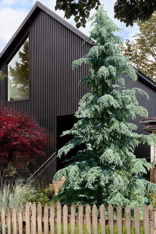 Cedrus Deodara 'karl Fuchs' - View 1 from www redcrocus com