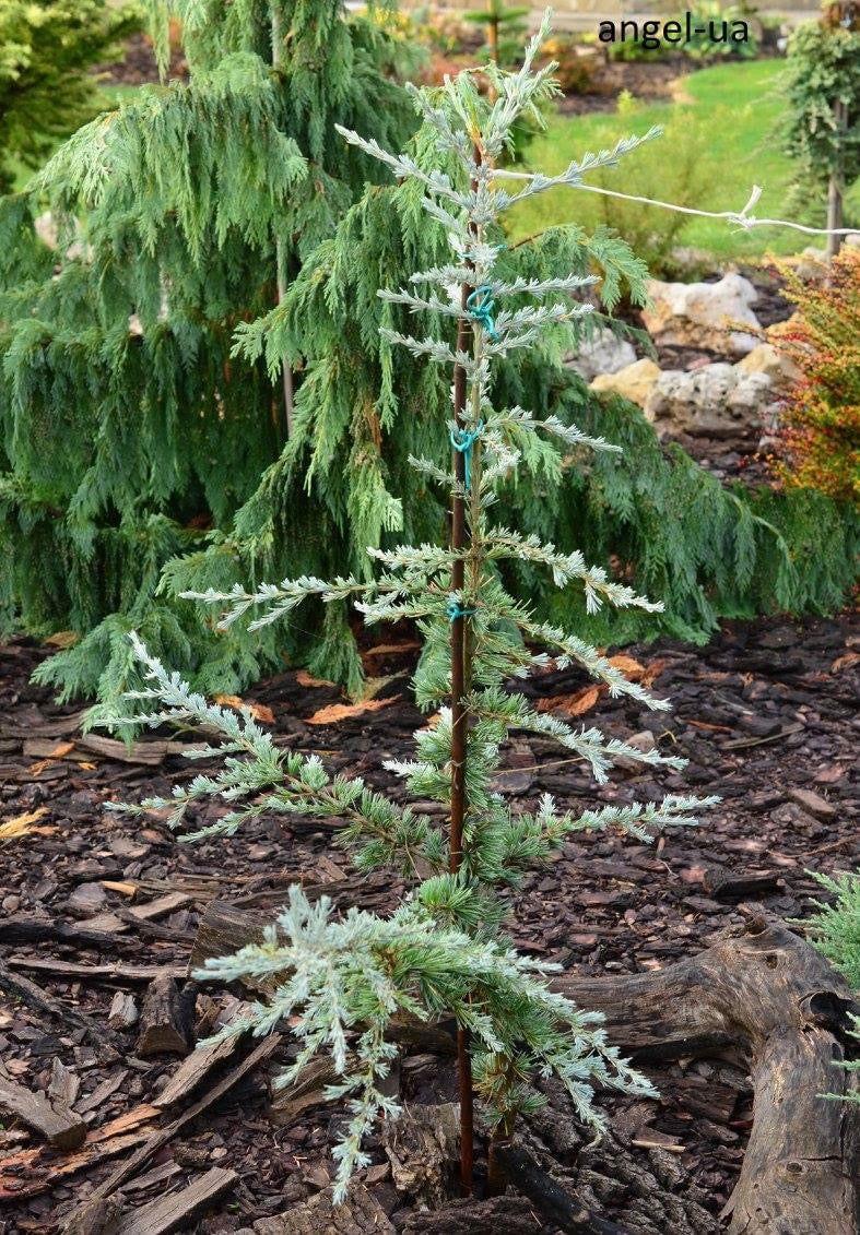 Cedrus Deodara 'karl Fuchs' - View 21 from www redcrocus com