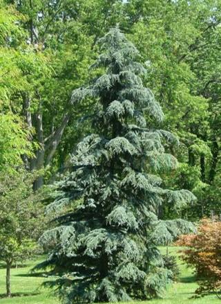 Cedrus Deodara 'karl Fuchs' - View 22 from www redcrocus com