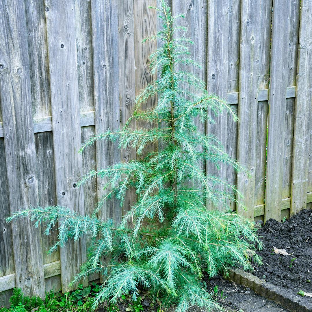 Cedrus Deodara 'karl Fuchs' - View 23 from www redcrocus com