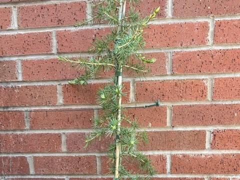 Cedrus Deodara 'karl Fuchs' - View 24 from www redcrocus com