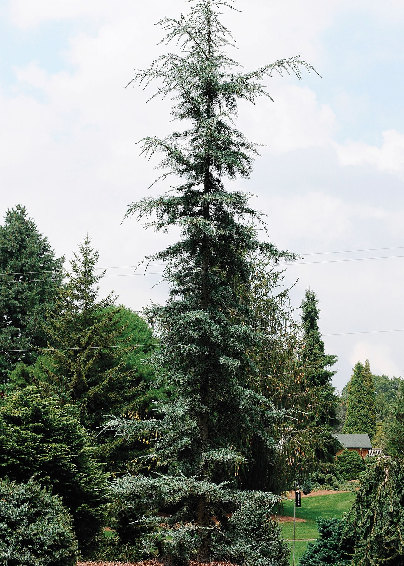 Cedrus Deodara 'karl Fuchs' - View 24 from www redcrocus com