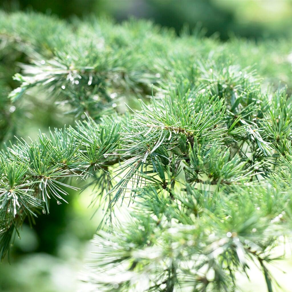 Cedrus Deodara 'karl Fuchs' - View 26 from www redcrocus com