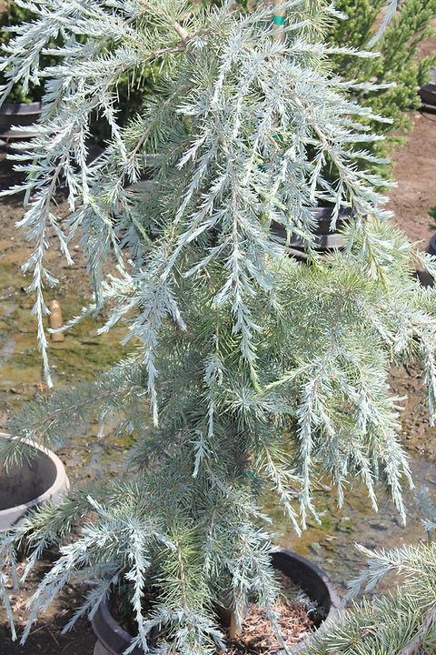 Cedrus Deodara 'karl Fuchs' - View 27 from www redcrocus com