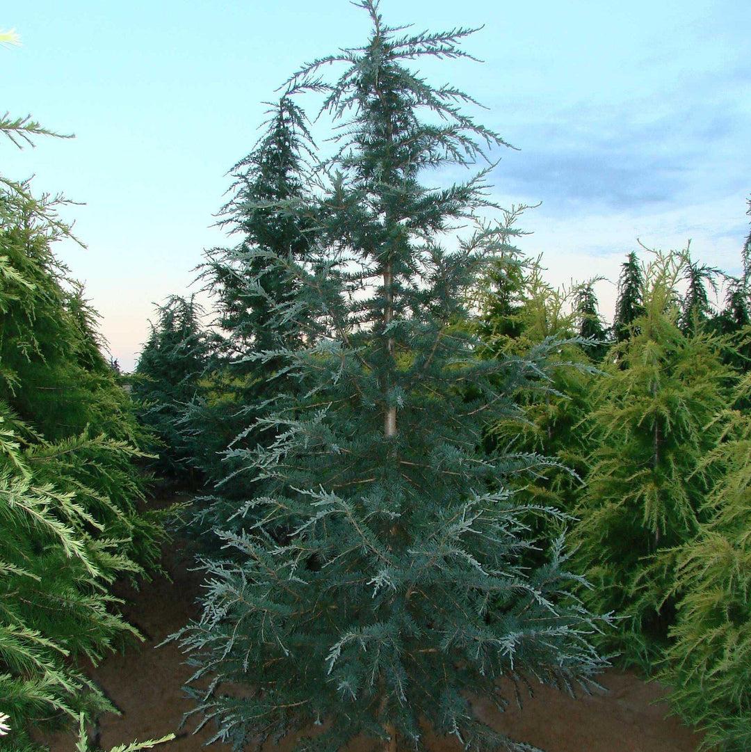 Cedrus Deodara 'karl Fuchs' - View 28 from www redcrocus com